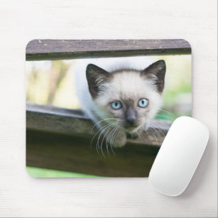 Cutest Baby Animals   Siamese Kitten 2 Mouse Pad