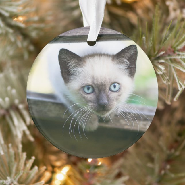 Cutest Baby Animals | Siamese Kitten 2 Ornament (Tree)