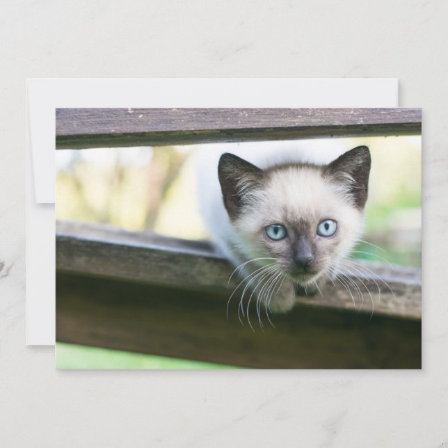 Cutest Baby Animals | Siamese Kitten 2 Thank You Card (Front)