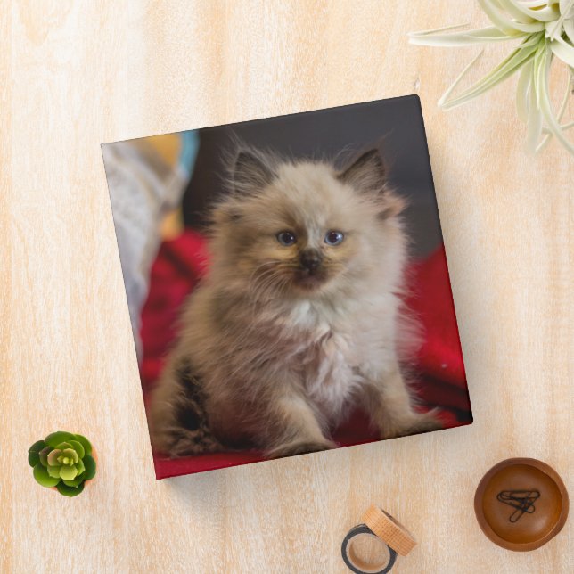 Cutest Baby Animals | Siamese Kitten Binder (In Situ)