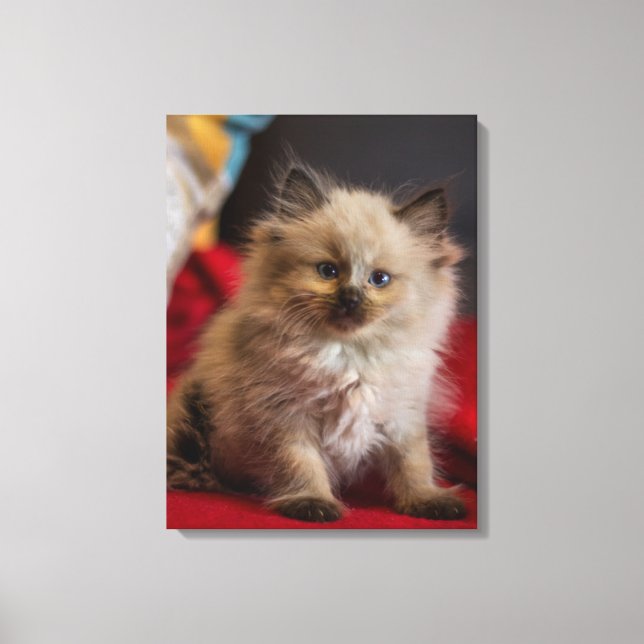 Cutest Baby Animals | Siamese Kitten Canvas Print (Front)