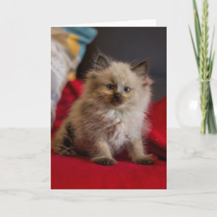 Cutest Baby Animals Siamese Kitten Card