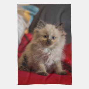Cutest Baby Animals   Siamese Kitten Kitchen Towel