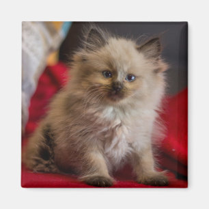 Cutest Baby Animals Siamese Kitten Magnet