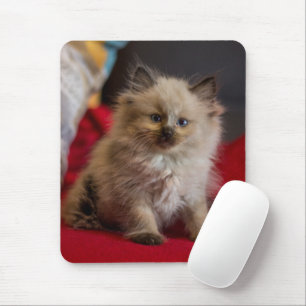 Cutest Baby Animals   Siamese Kitten Mouse Pad