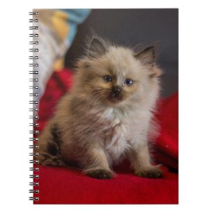 Cutest Baby Animals Siamese Kitten Notebook