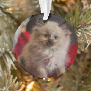Cutest Baby Animals   Siamese Kitten Ornament