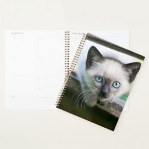 Cutest Baby Animals   Siamese Kitten Planner
