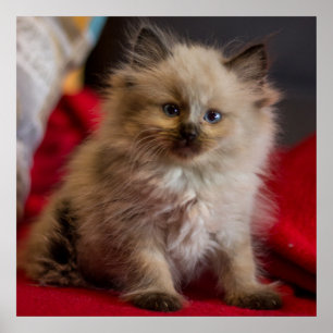 Cutest Baby Animals   Siamese Kitten Poster