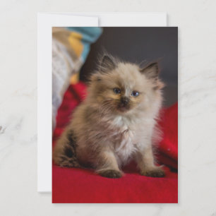 Cutest Baby Animals Siamese Kitten Thank You Card