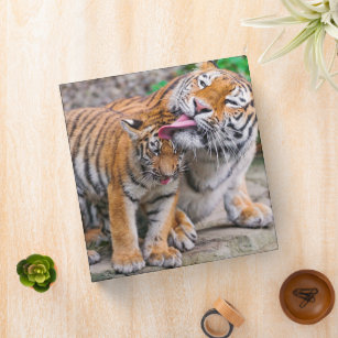Cutest Baby Animals   Siberian Tiger Family Binder