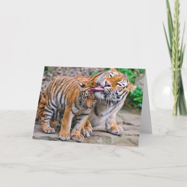 Cutest Baby Animals | Siberian Tiger Family Card (Front)