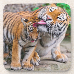 Cutest Baby Animals Siberian Tiger Family Coaster