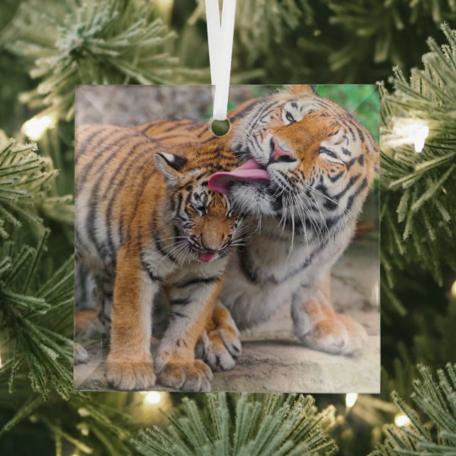 Cutest Baby Animals | Siberian Tiger Family Glass Ornament (Insitu)