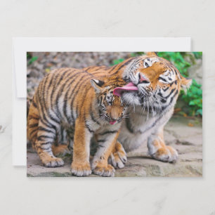 Cutest Baby Animals   Siberian Tiger Family Thank You Card