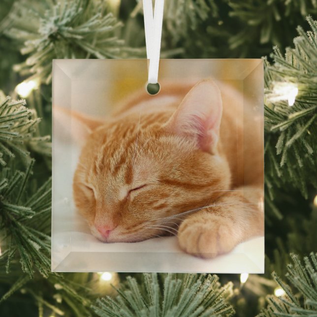 Cutest Baby Animals | Sleeping Ginger Cat Glass Ornament (Insitu)