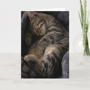 Cutest Baby Animals   Sleeping Tabby Cat Card