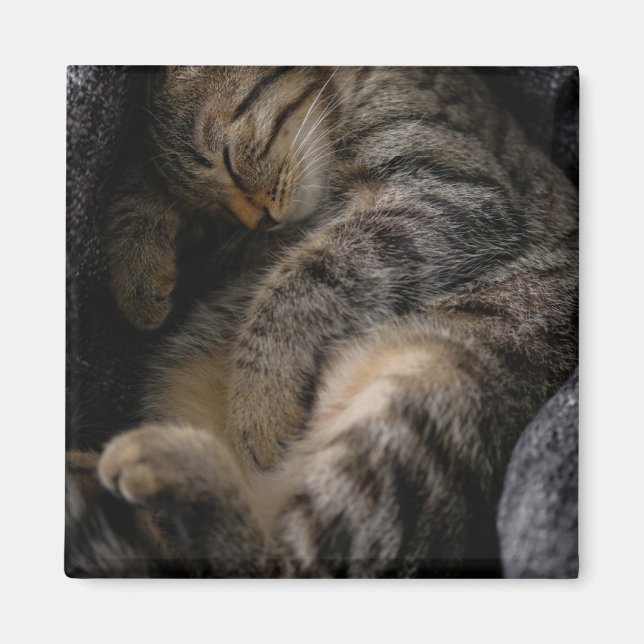 Cutest Baby Animals | Sleeping Tabby Cat Magnet (Front)