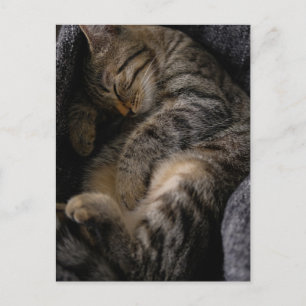Cutest Baby Animals Sleeping Tabby Cat Postcard