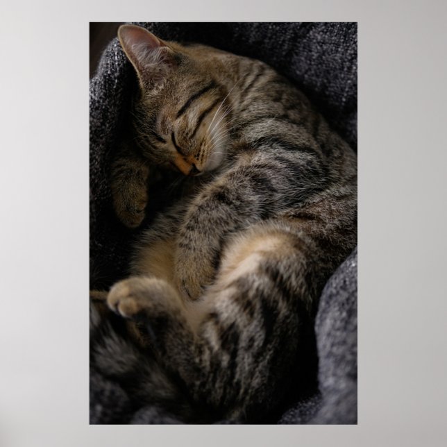 Cutest Baby Animals | Sleeping Tabby Cat Poster (Front)
