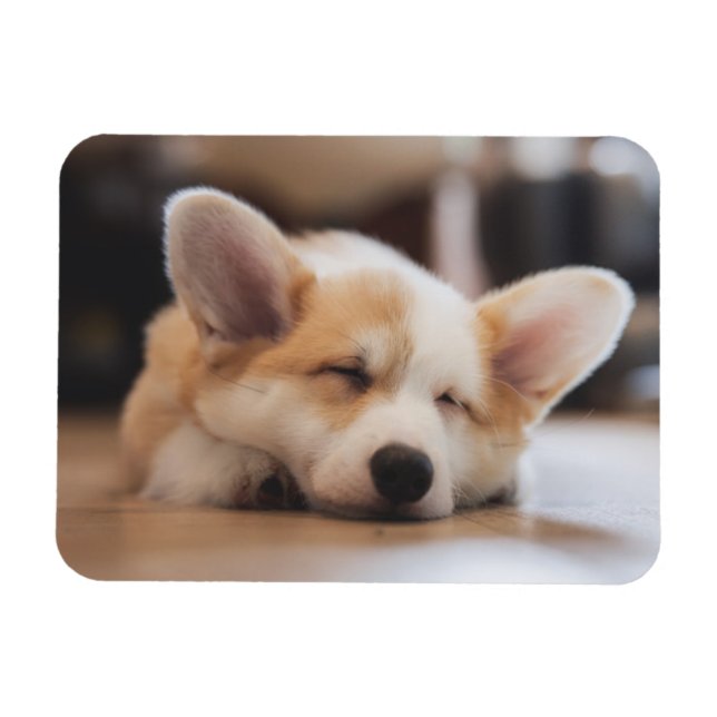Cutest Baby Animals | Sleepy Corgi Magnet (Horizontal)