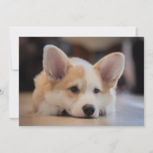 Cutest Baby Animals Sleepy Corgi Puppy Thank You Card