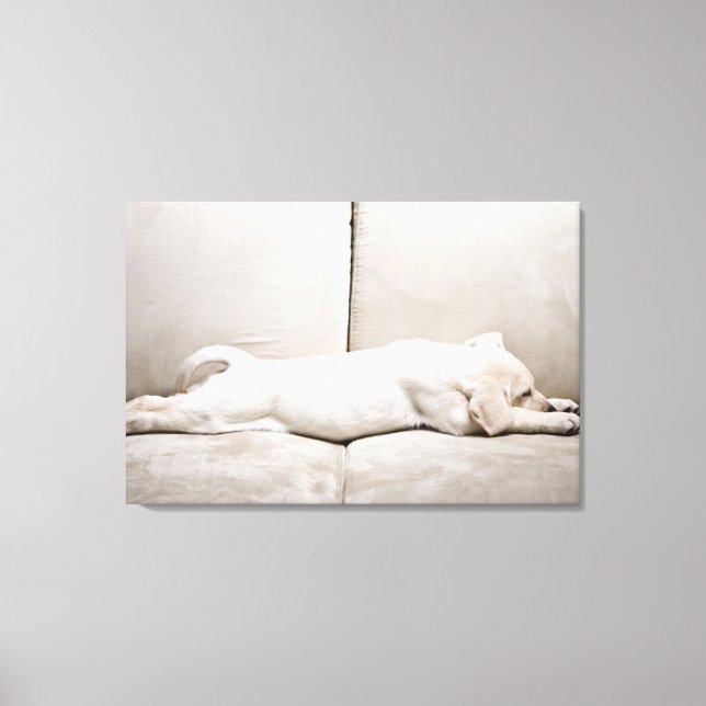 Cutest Baby Animals | Sleepy Yellow Labrador Puppy Canvas Print (Front)