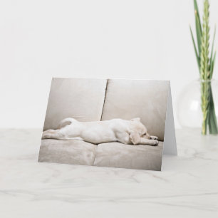 Cutest Baby Animals   Sleepy Yellow Labrador Puppy Card