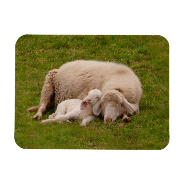 Cutest Baby Animals | Smiling Sleeping Lamb Magnet (Horizontal)