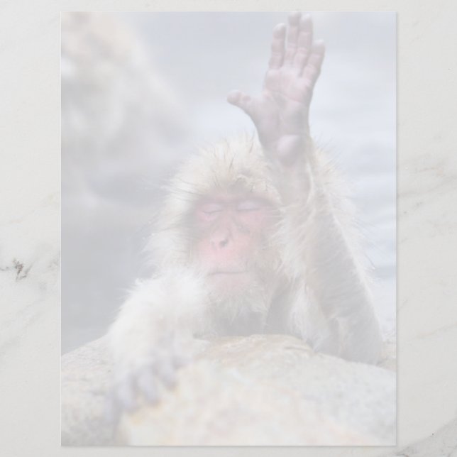 Cutest Baby Animals | Snow Monkey Face (Front)