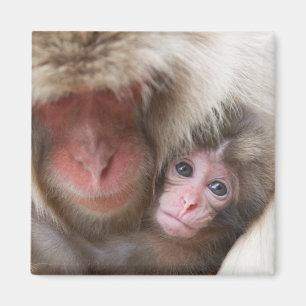 Cutest Baby Animals   Snow Monkey Magnet