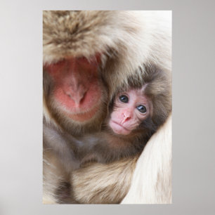 Cutest Baby Animals Snow Monkey Poster