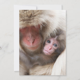 Cutest Baby Animals   Snow Monkey Thank You Card