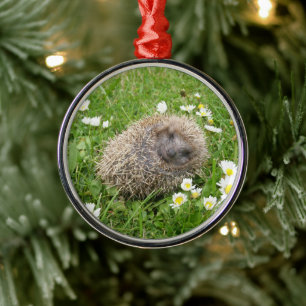 Cutest Baby Animals   Spanish Hedgehog Metal Ornament