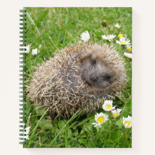 Cutest Baby Animals Spanish Hedgehog Notebook