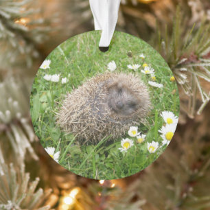Cutest Baby Animals Spanish Hedgehog Ornament