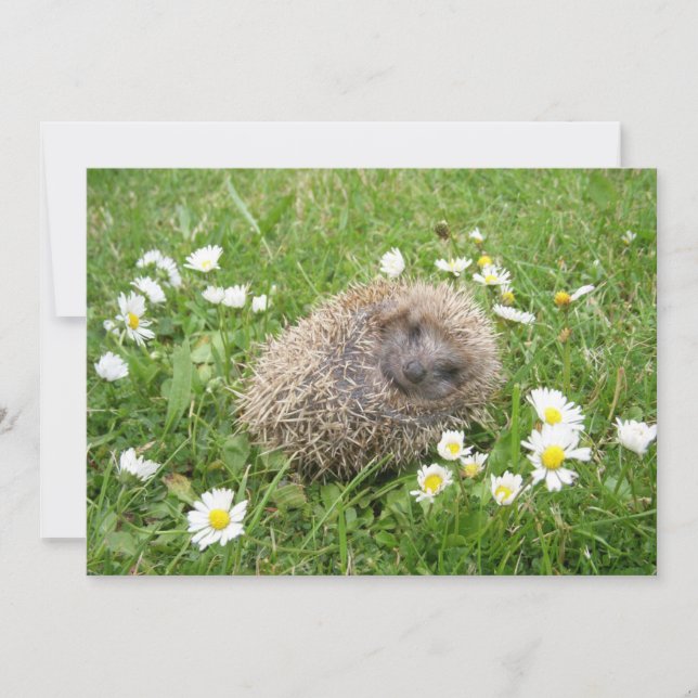 Cutest Baby Animals | Spanish Hedgehog Thank You Card (Front)