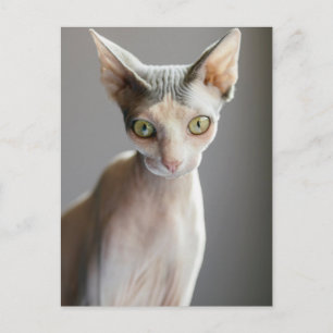 Cutest Baby Animals Sphinx Cat Postcard