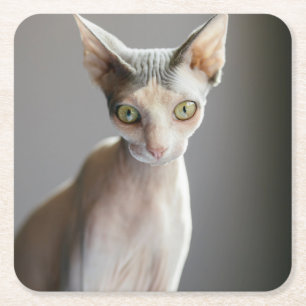 Cutest Baby Animals Sphinx Cat Square Paper Coaster