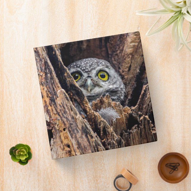 Cutest Baby Animals | Spotted Owlet Binder (In Situ)