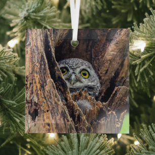 Cutest Baby Animals Spotted Owlet Glass Ornament