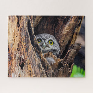 Cutest Baby Animals   Spotted Owlet Jigsaw Puzzle