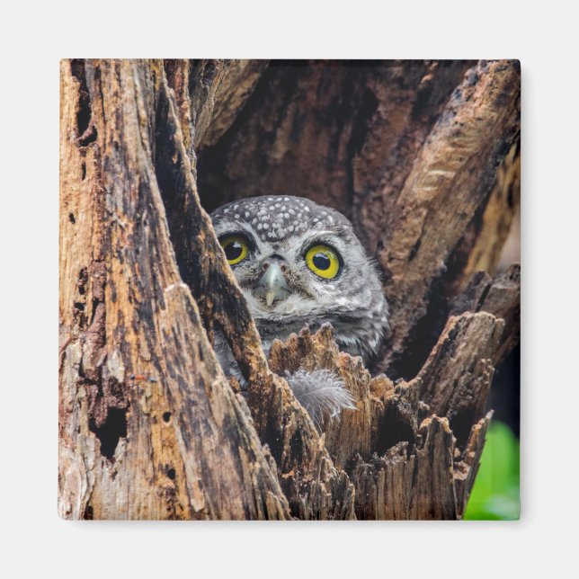 Cutest Baby Animals | Spotted Owlet Magnet (Front)