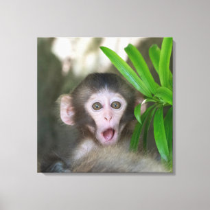 Cutest Baby Animals   Surprised Snow Monkey Canvas Print