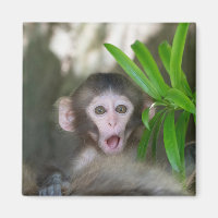 Cutest Baby Animals | Surprised Snow Monkey