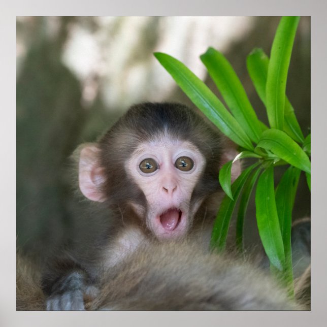 Cutest Baby Animals | Surprised Snow Monkey Poster (Front)
