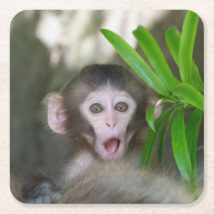 Cutest Baby Animals Surprised Snow Monkey Square Paper Coaster