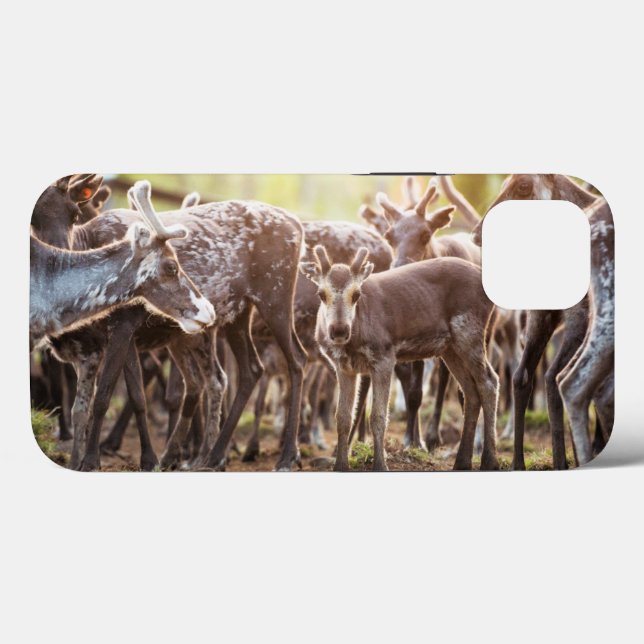 Cutest Baby Animals | Svalbard Reindeer Case-Mate iPhone Case (Back (Horizontal))
