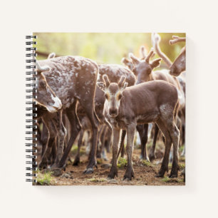 Cutest Baby Animals   Svalbard Reindeer Notebook