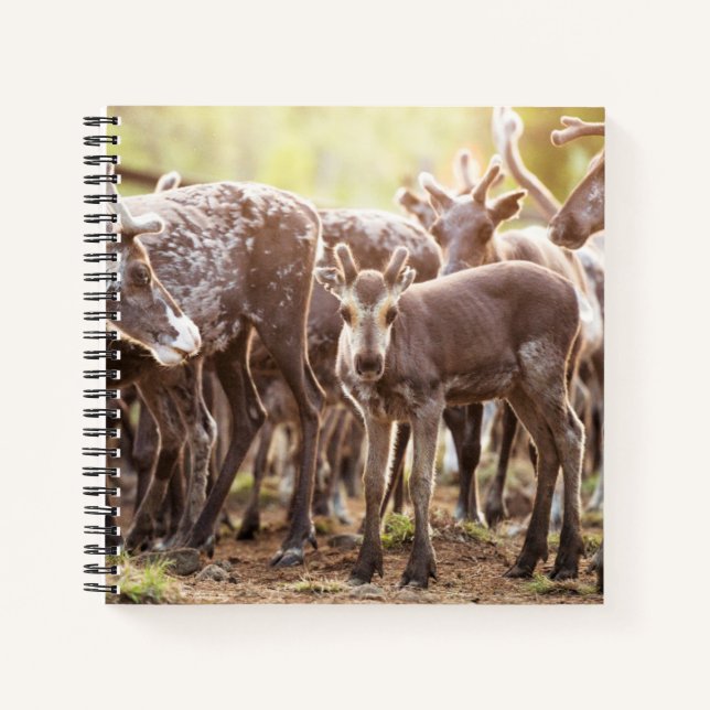 Cutest Baby Animals | Svalbard Reindeer Notebook (Front)